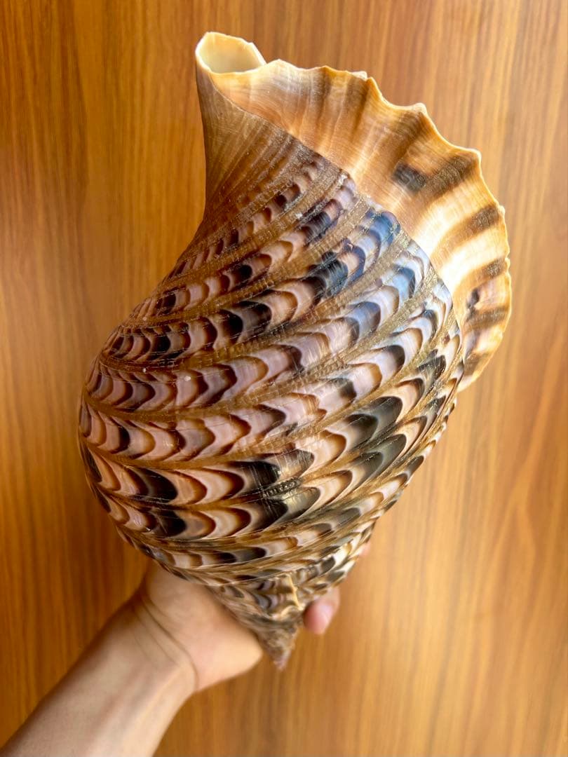 法螺貝35.5cm 蓋付