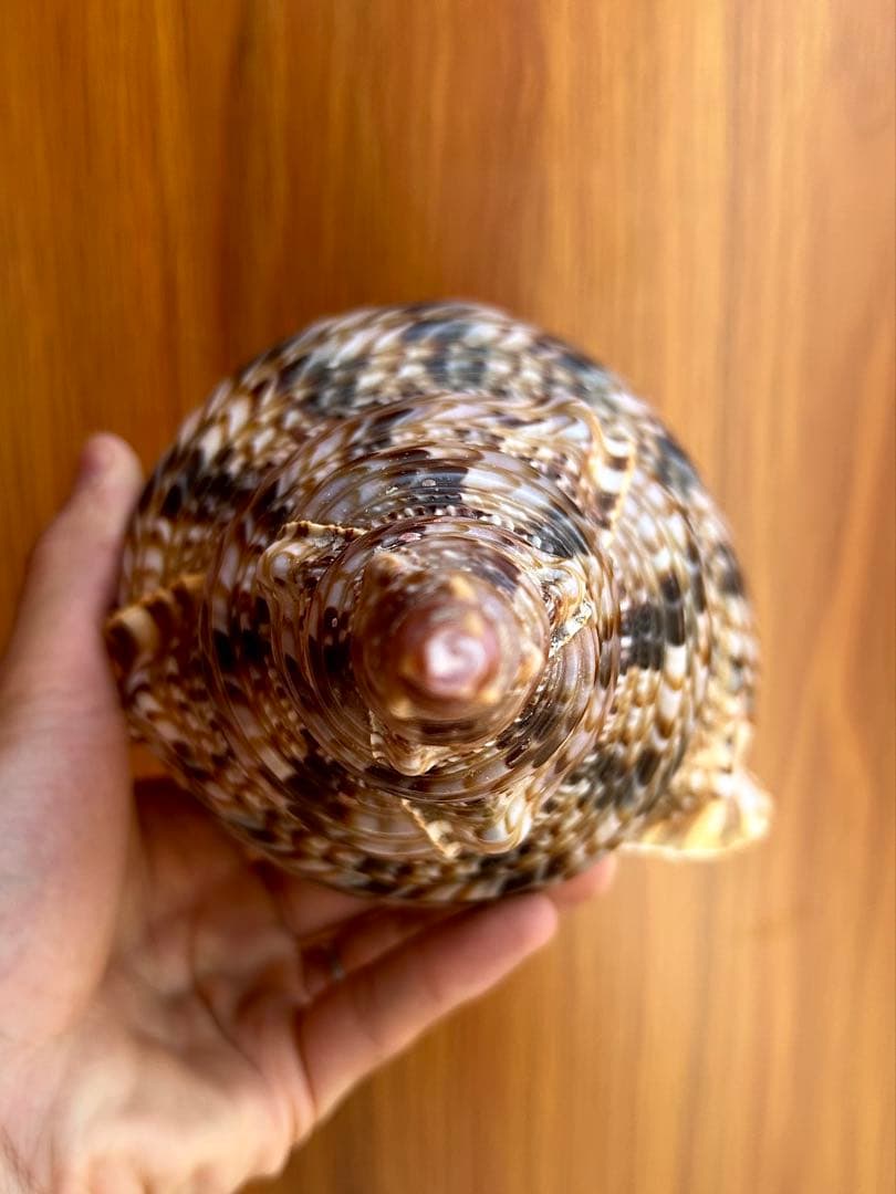 法螺貝35.5cm 蓋付