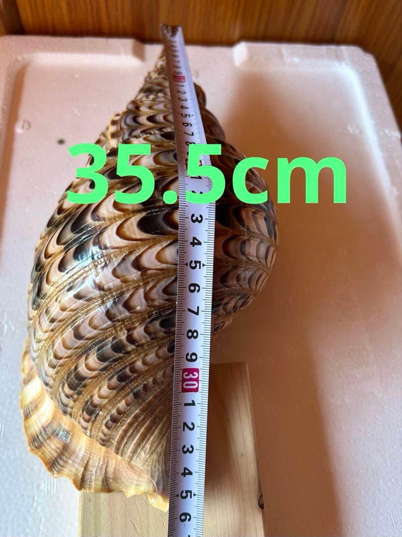 法螺貝35.5cm 蓋付