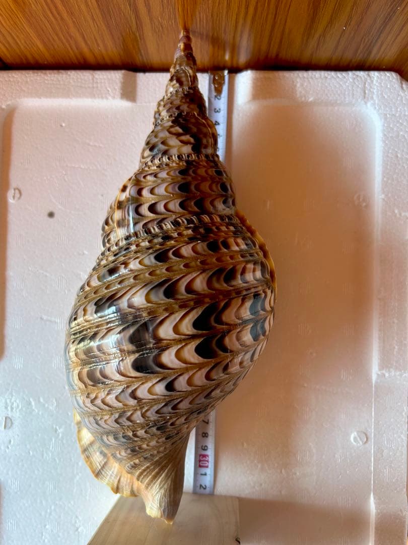 法螺貝35.5cm 蓋付