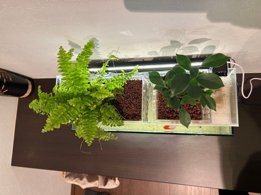 上部濾過式アクアポニックス水槽セット