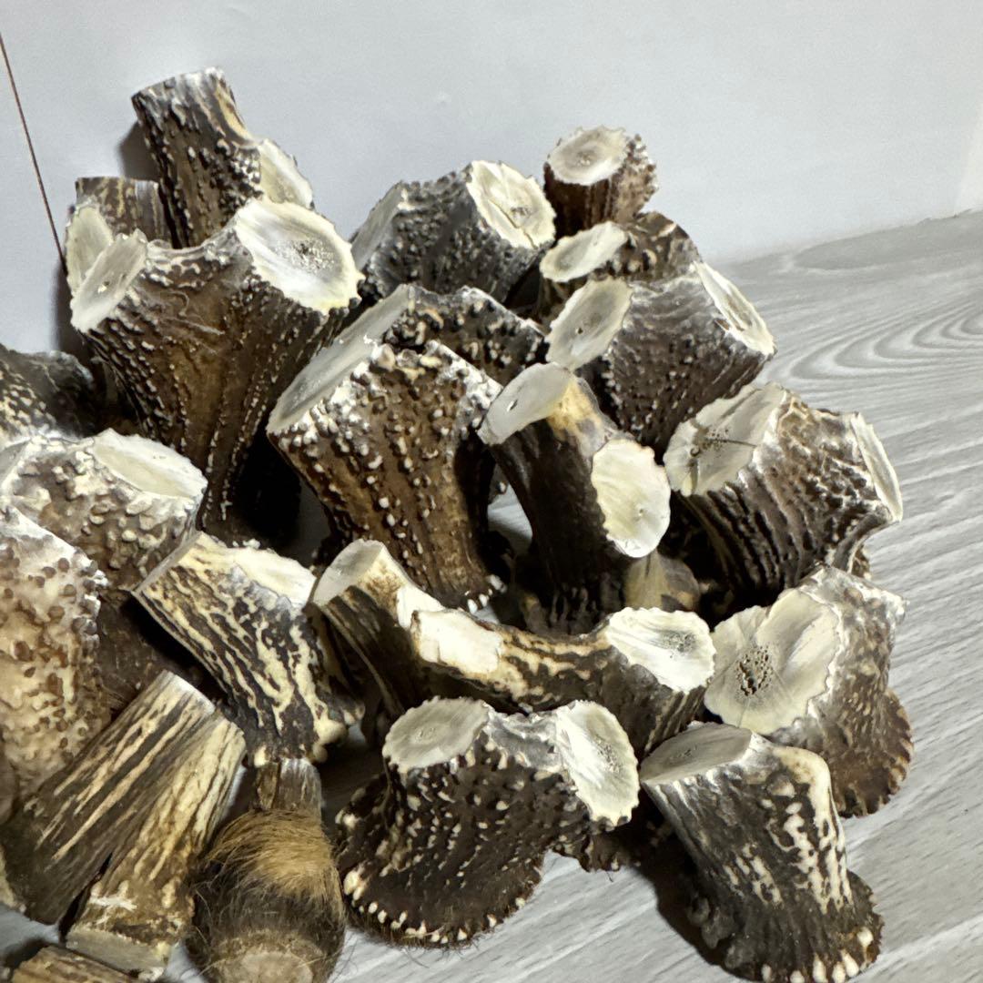 鹿の角　端材Ａ　ハンドメイド用