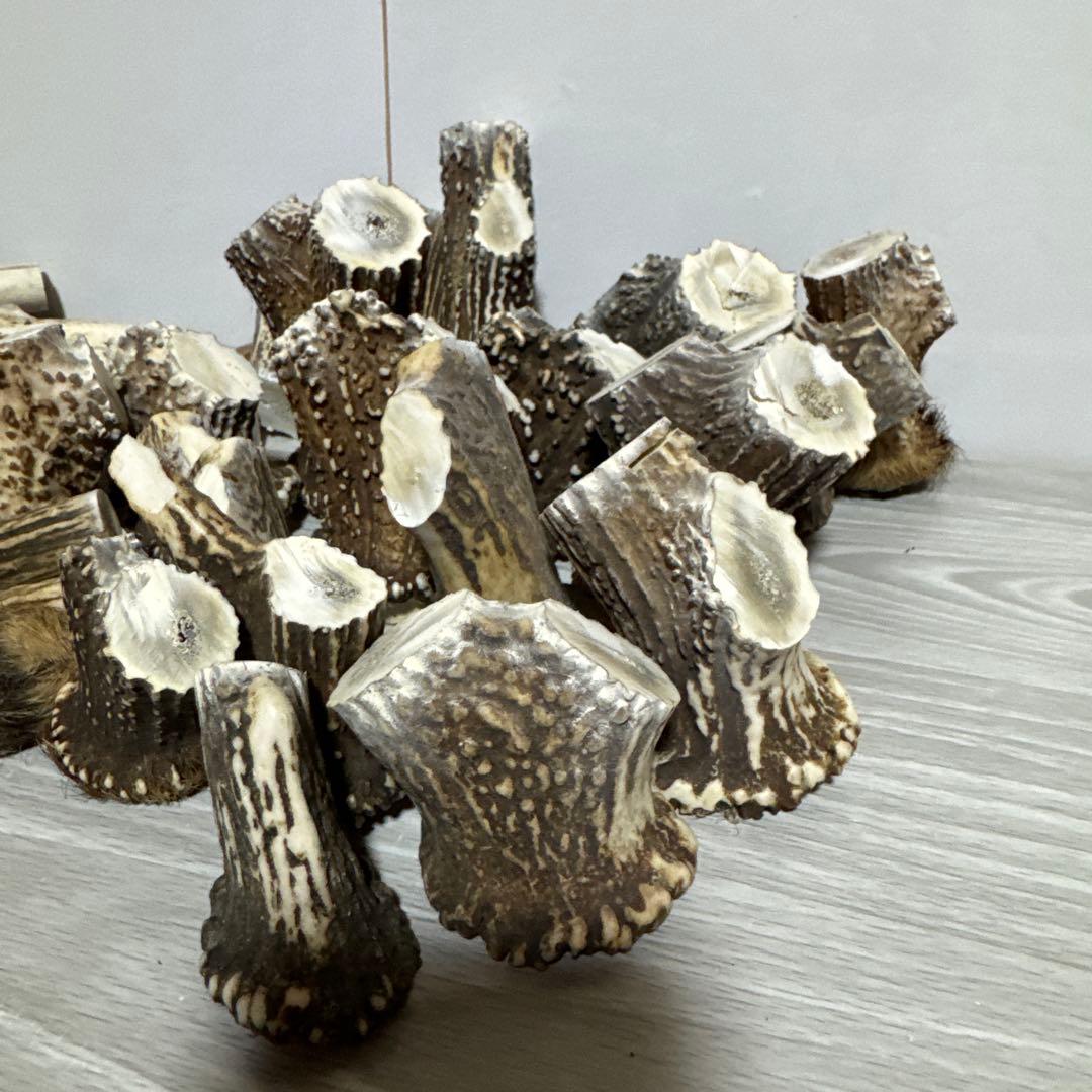 鹿の角　端材Ａ　ハンドメイド用