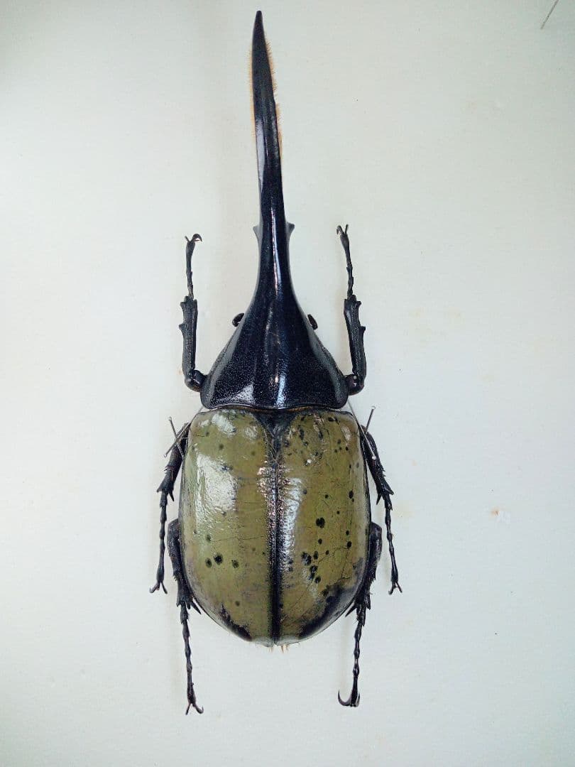 ※ヘラクレス　リッキー　♂野外標本