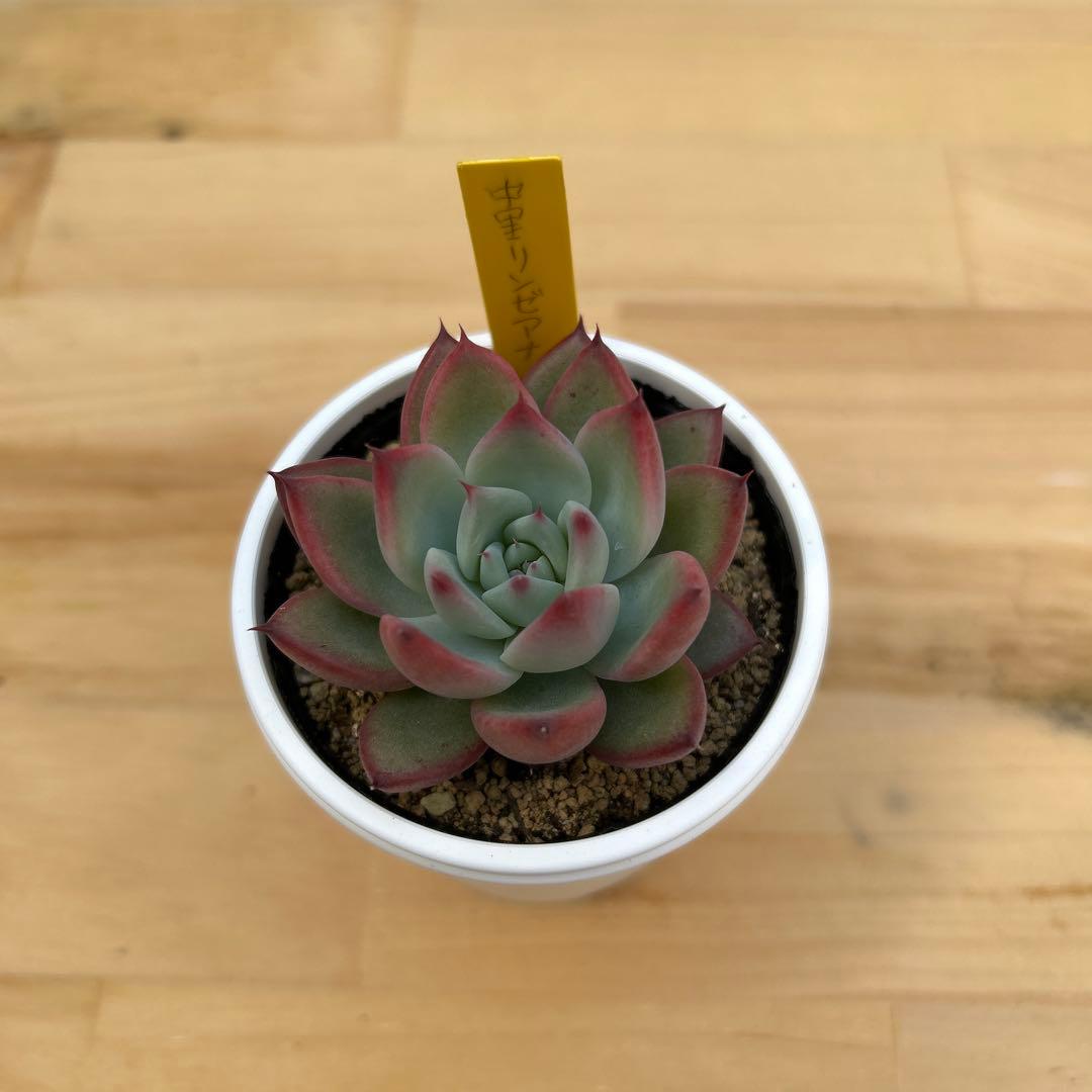 多肉植物⭐︎中里リンゼアナ⭐︎札付き