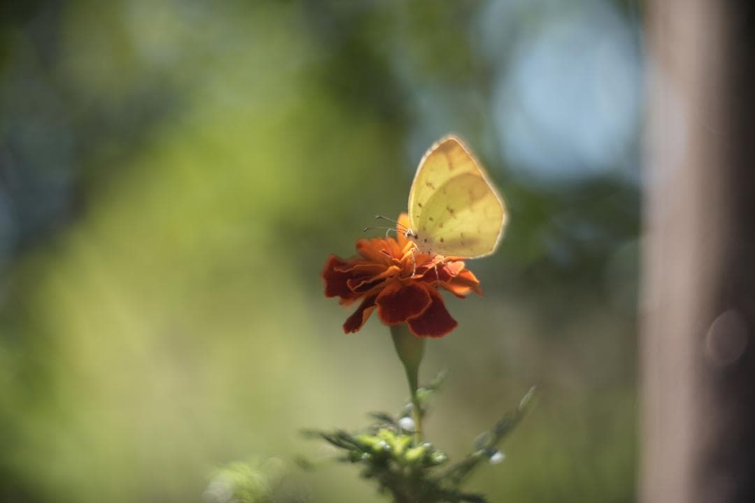 KMZ PO-2-2M 75mm f2 ライカMマウント改 オールドシネレンズ