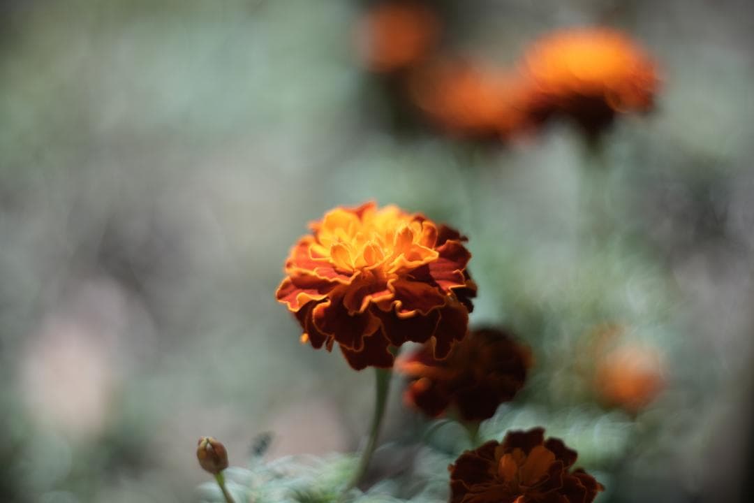 KMZ PO-2-2M 75mm f2 ライカMマウント改 オールドシネレンズ