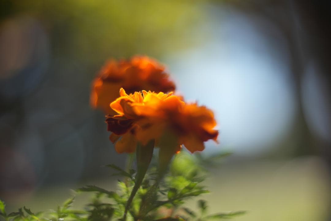 KMZ PO-2-2M 75mm f2 ライカMマウント改 オールドシネレンズ