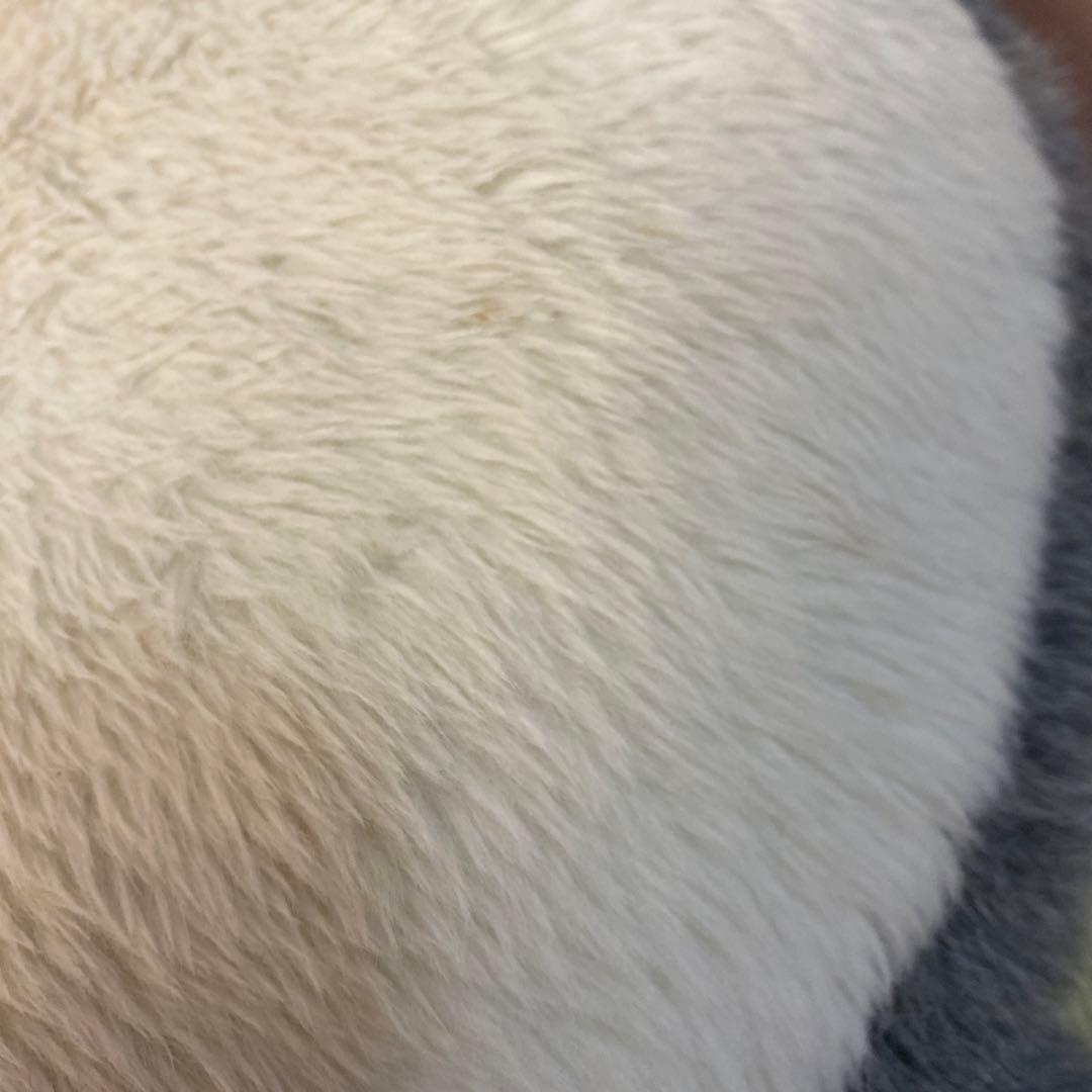 となりのトトロ 座椅子　ソファ　エンスカイ