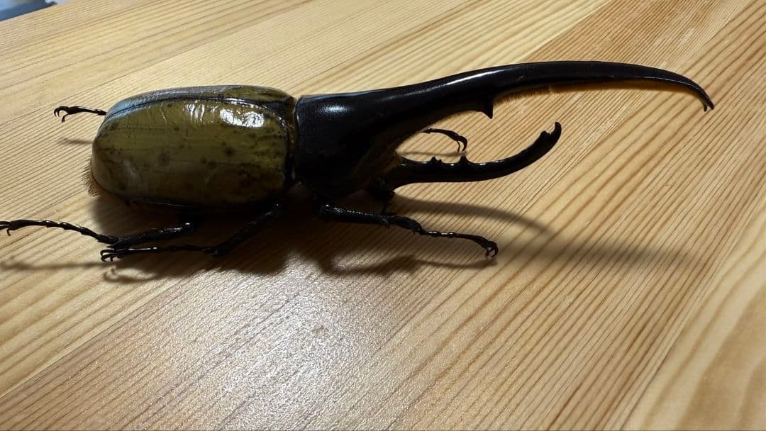 最終値下げ　ヘラクレスオオカブト160mmペア