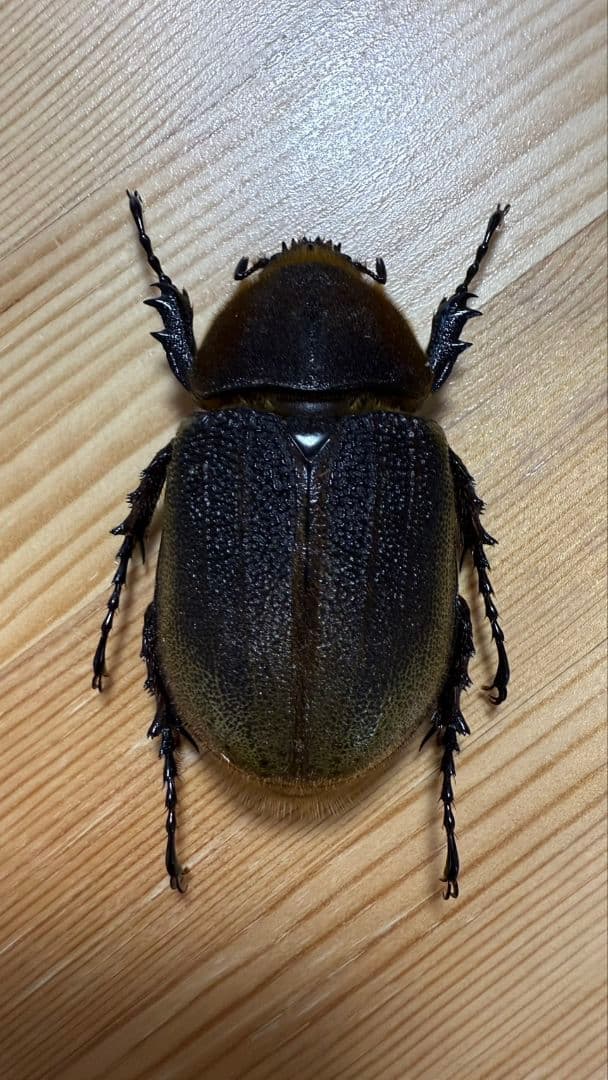 最終値下げ　ヘラクレスオオカブト160mmペア