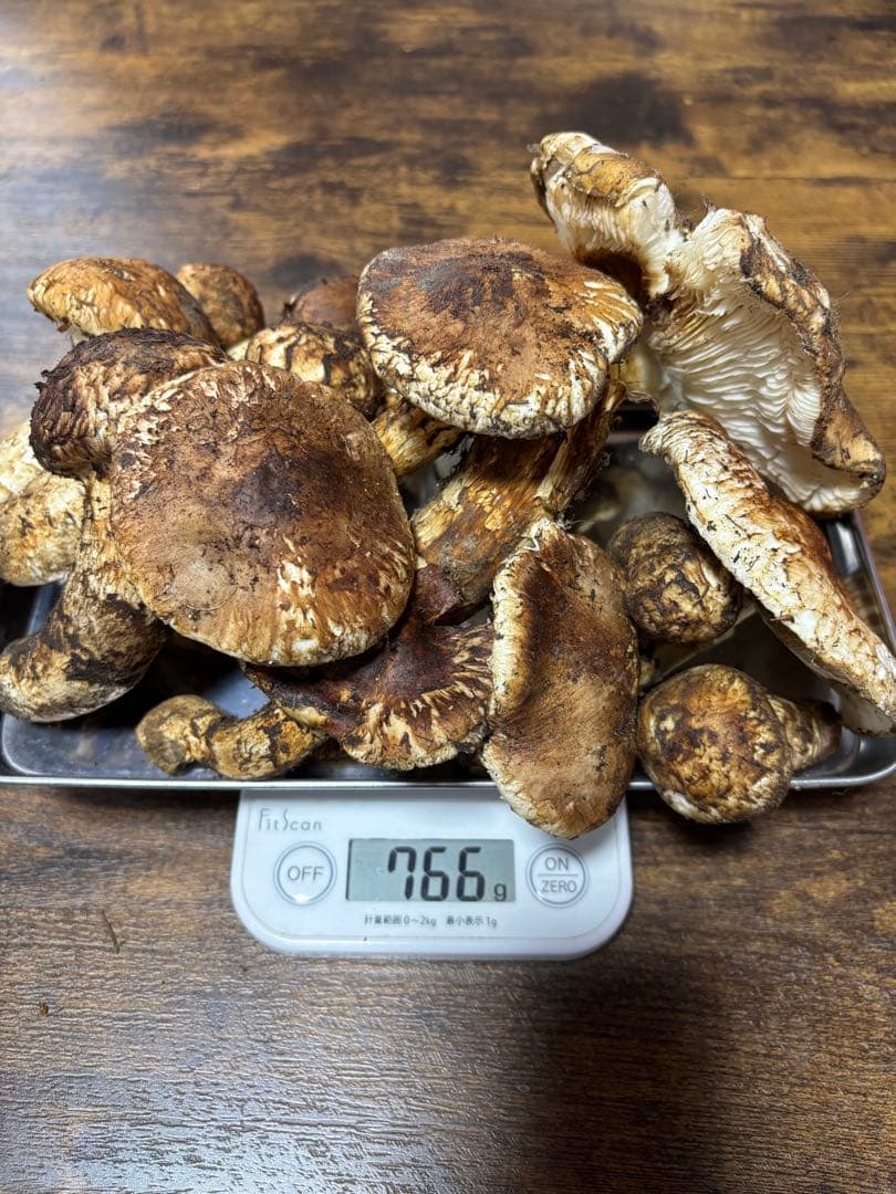 岩手県産マツタケ766g ツボミ、ヒラキ