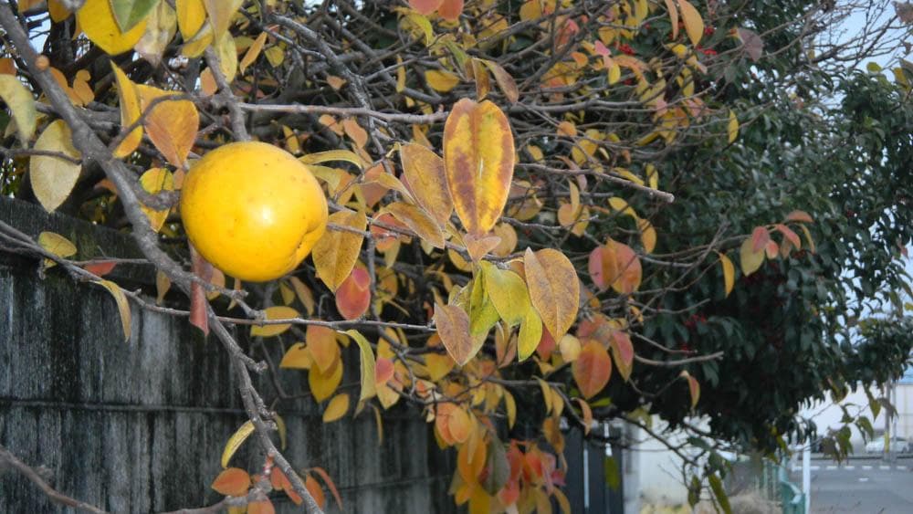 【スタイリッシュなコンデジ】Nikon coolpix s80 レッド