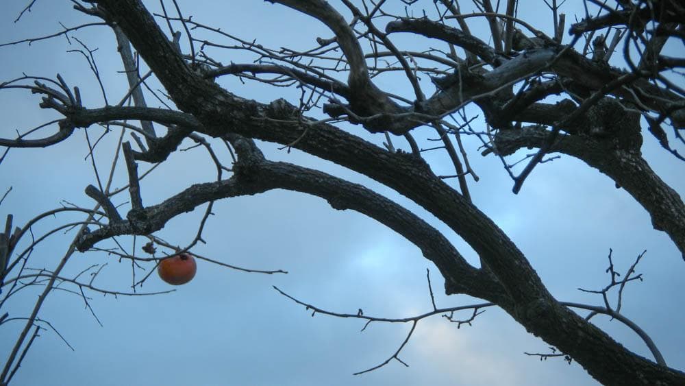 【スタイリッシュなコンデジ】Nikon coolpix s80 レッド