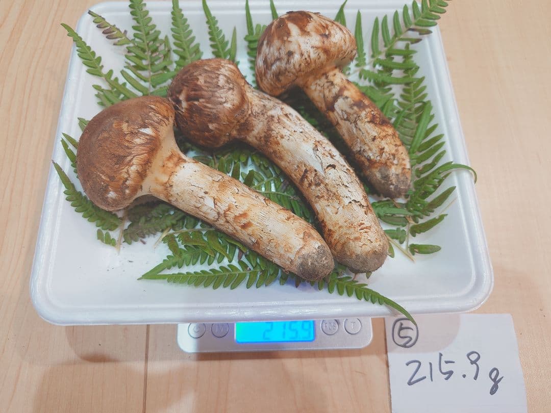 岩手県岩泉産　松茸（天然物）215g⑤