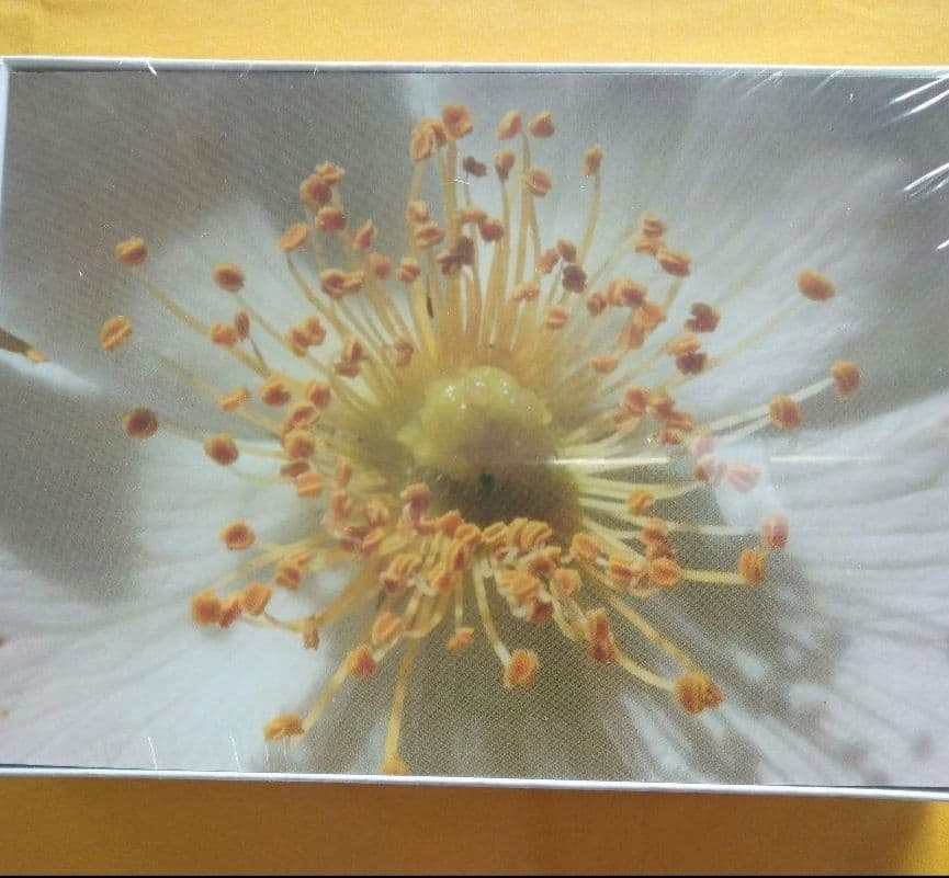 ㉓おまけ付ヒーリングハーブス社フラワーエッセンス40本フルセットとフラワーカード