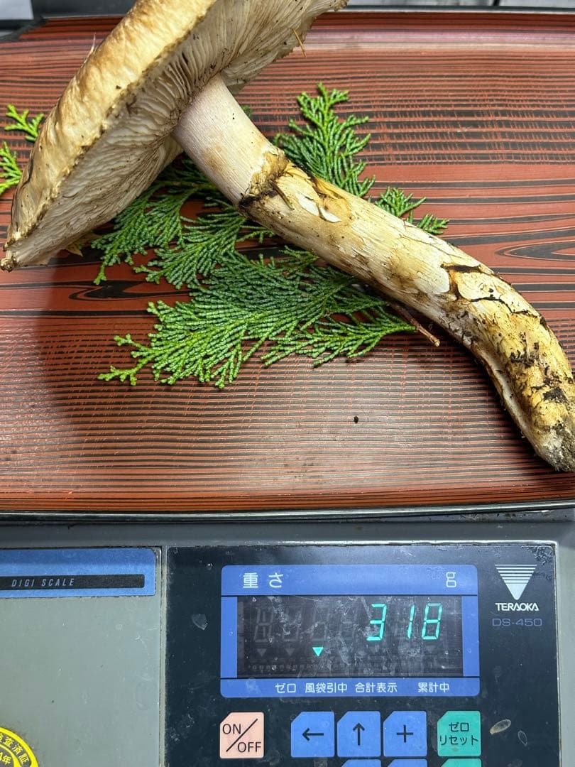 【南信州産】松茸　マツタケ　新鮮なキノコ 317g