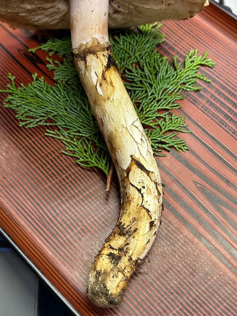 【南信州産】松茸　マツタケ　新鮮なキノコ 317g