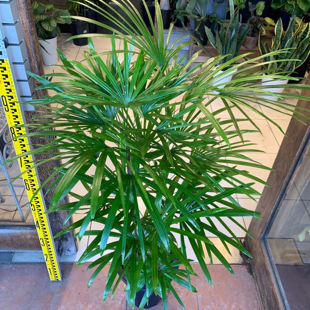 シュロチク 棕櫚竹 8号 6