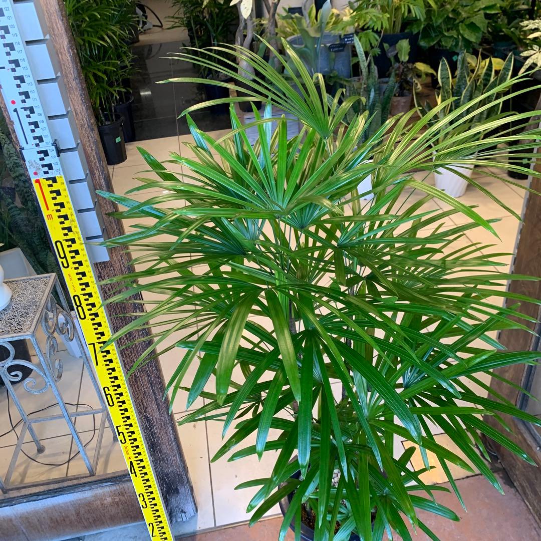 シュロチク 棕櫚竹 8号 6