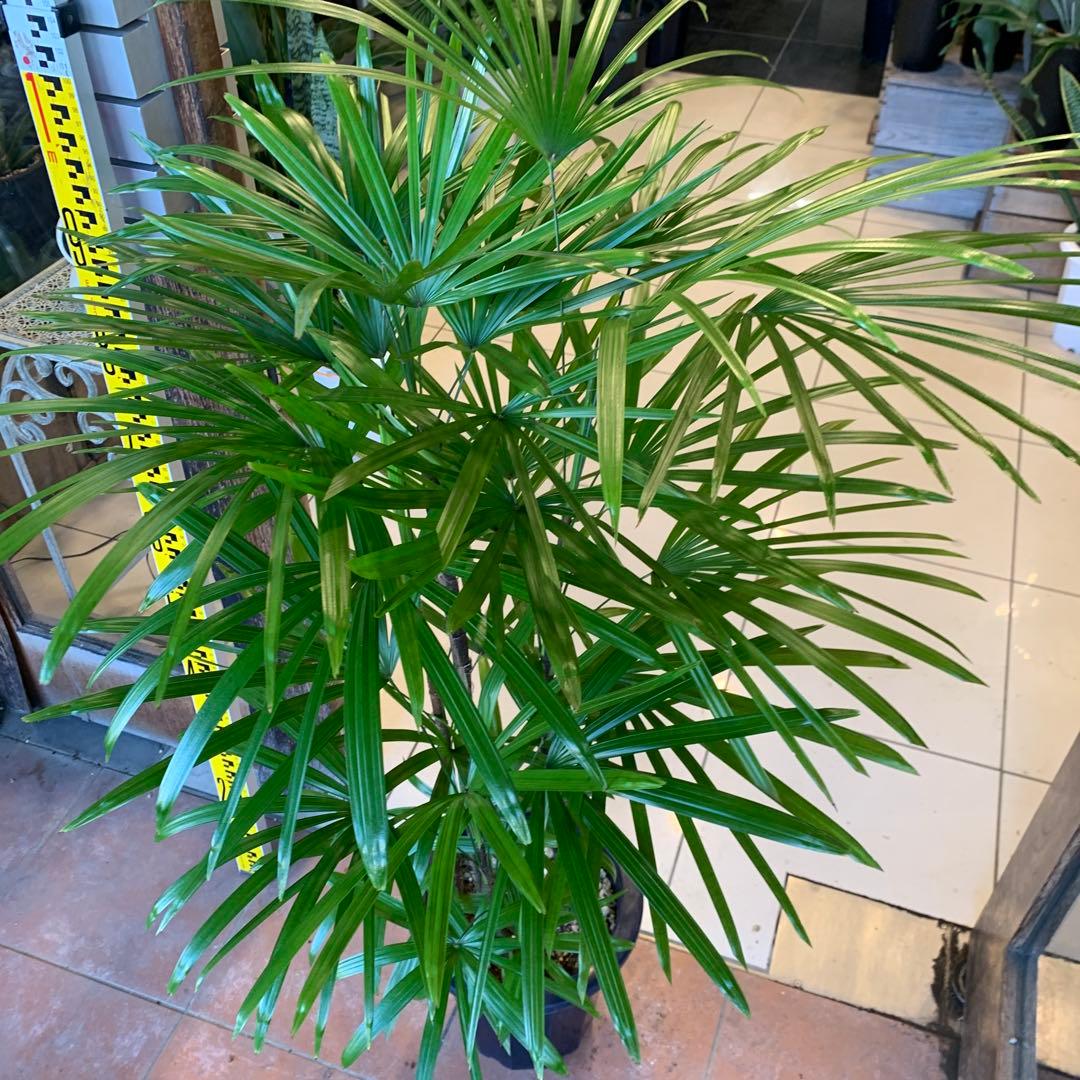 シュロチク 棕櫚竹 8号 6