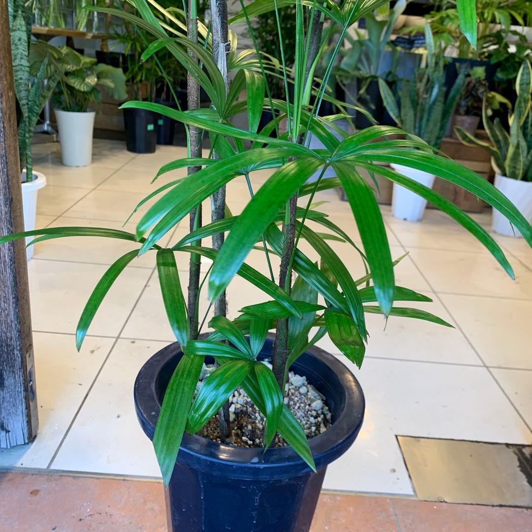 シュロチク 棕櫚竹 8号 6