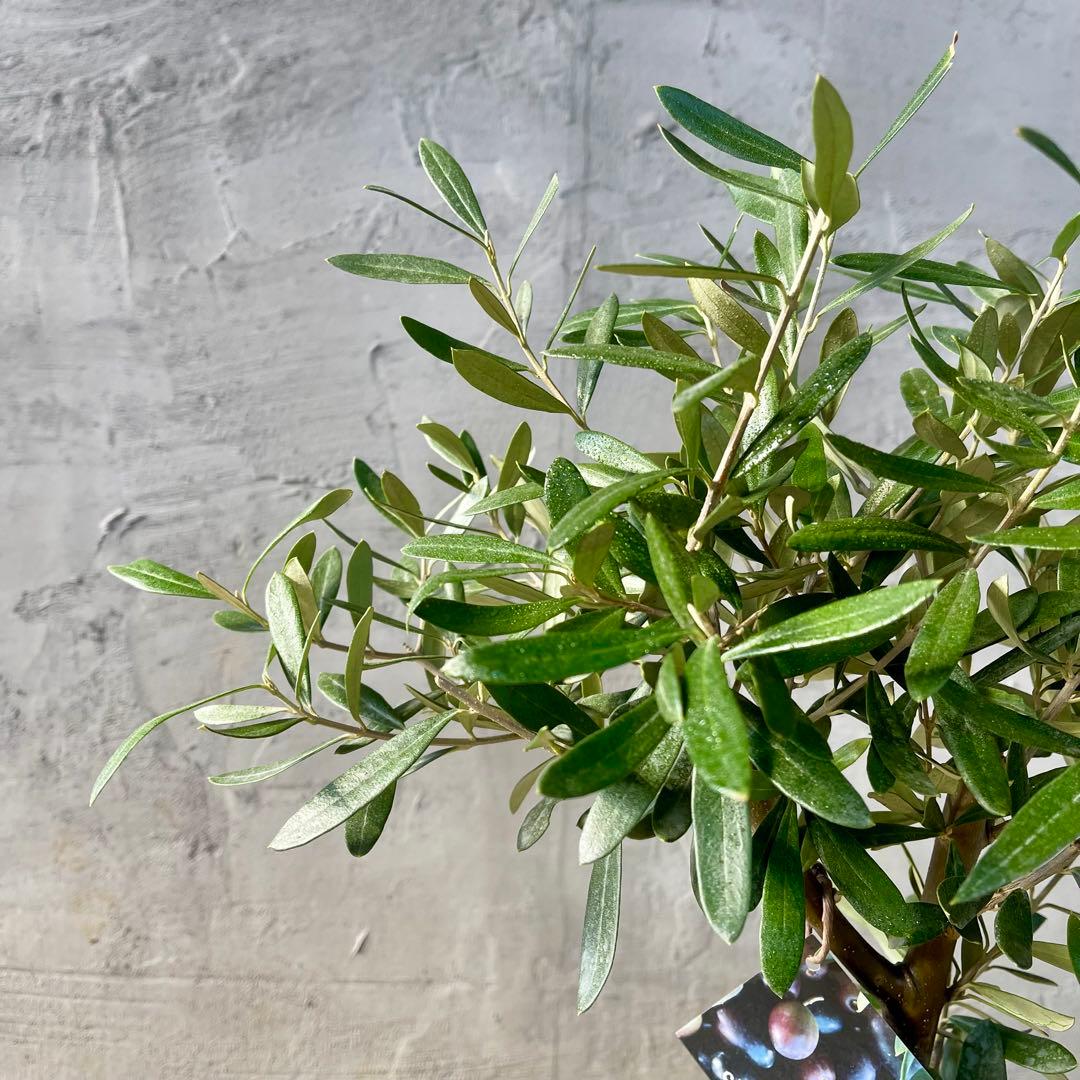Souju オリーブ　【シプレッシーノ】　天然苔盆材仕立て　陶器鉢　植え込み発送