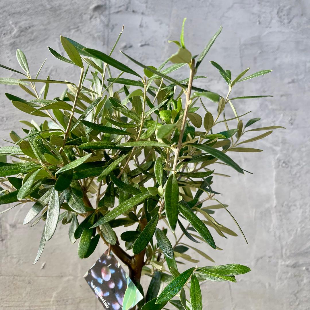 Souju オリーブ　【シプレッシーノ】　天然苔盆材仕立て　陶器鉢　植え込み発送