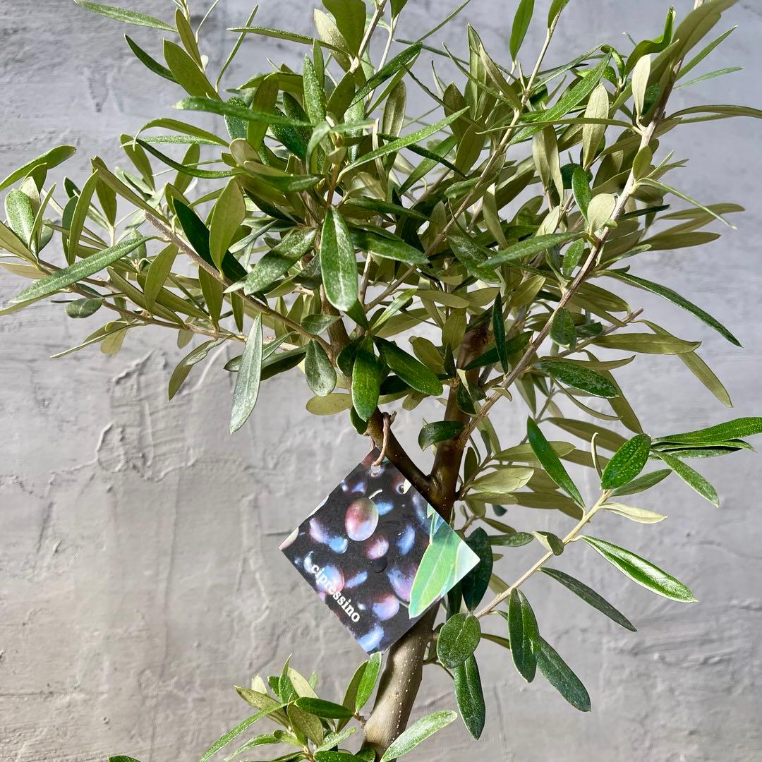 Souju オリーブ　【シプレッシーノ】　天然苔盆材仕立て　陶器鉢　植え込み発送
