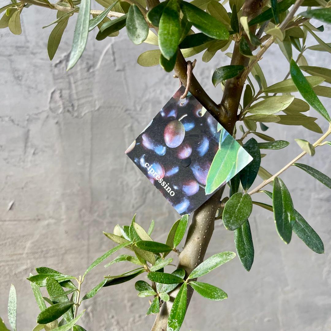 Souju オリーブ　【シプレッシーノ】　天然苔盆材仕立て　陶器鉢　植え込み発送