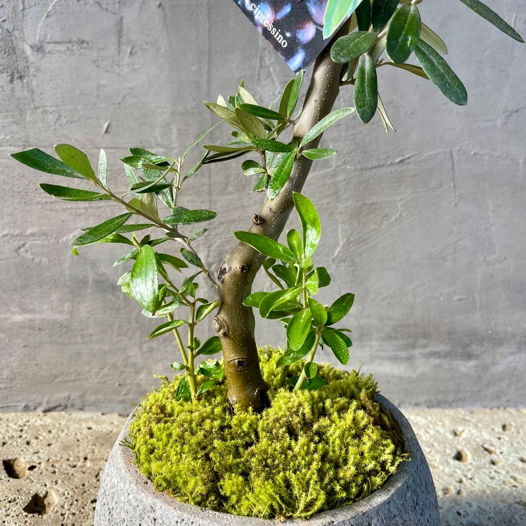 Souju オリーブ　【シプレッシーノ】　天然苔盆材仕立て　陶器鉢　植え込み発送