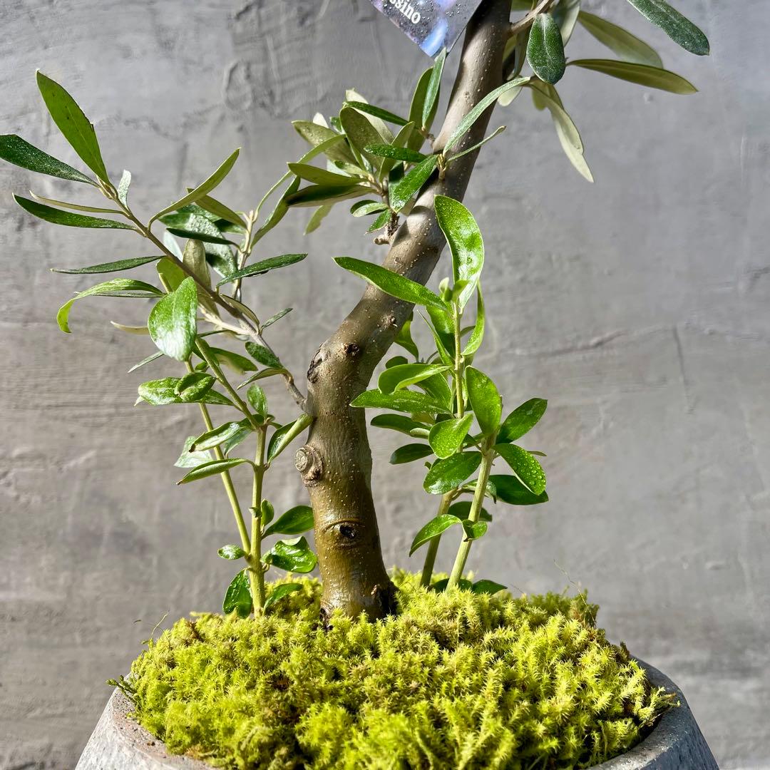 Souju オリーブ　【シプレッシーノ】　天然苔盆材仕立て　陶器鉢　植え込み発送