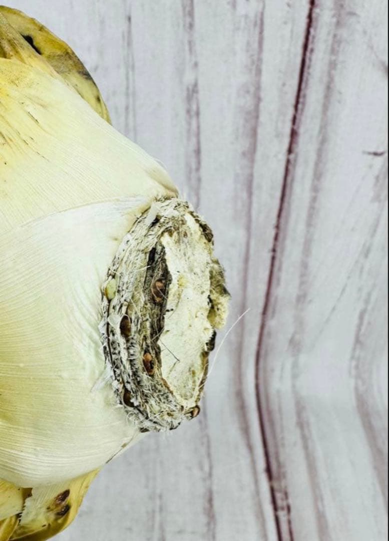 2 アガベ ユタエンシス　エボリスピナ ショートスパイン 短葉