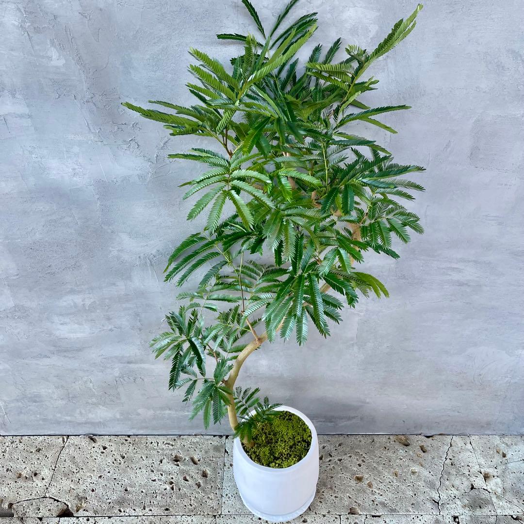 美形　大型　エバーフレッシュ　S字仕立て　天然苔　バルーン陶器鉢　植え込み発送