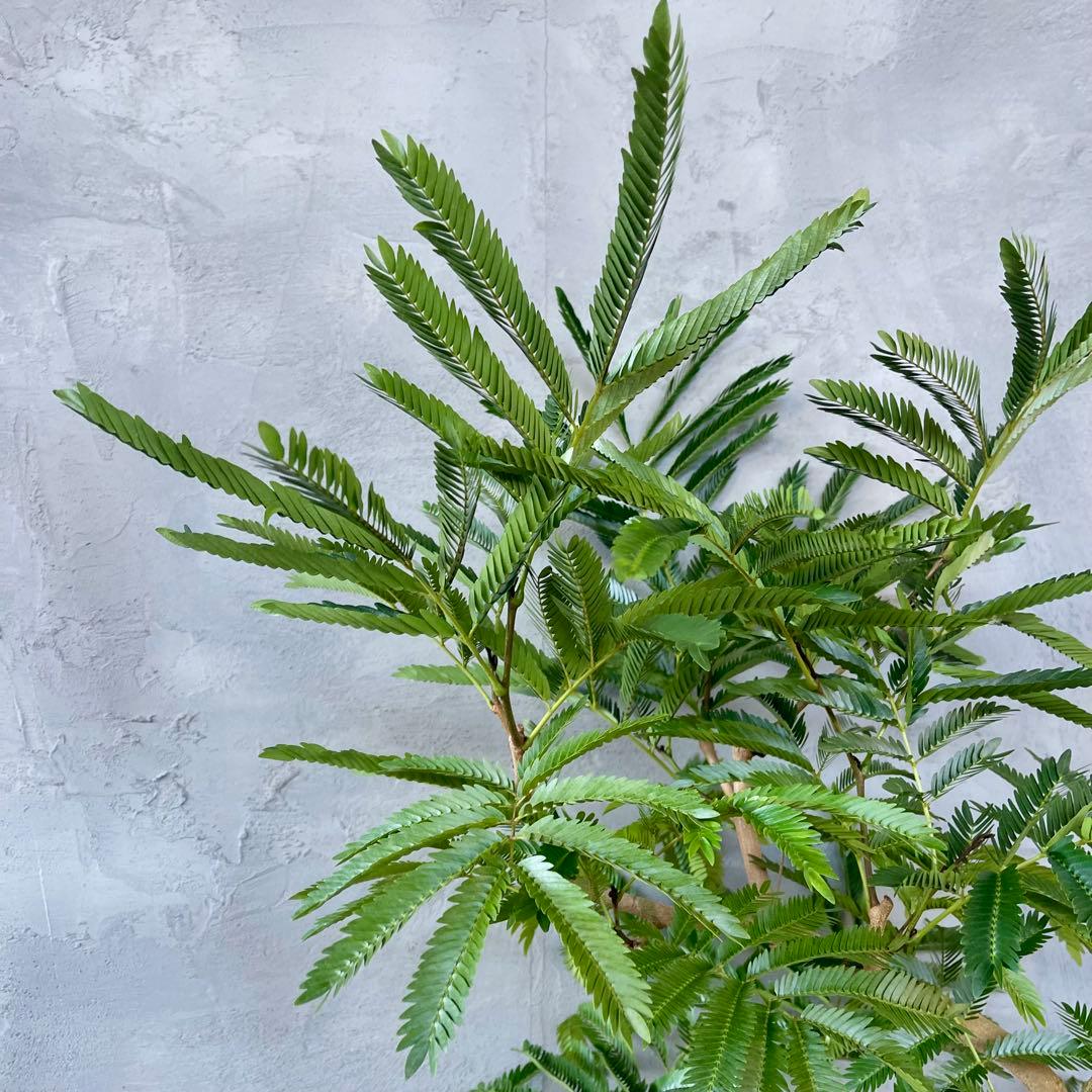 美形　大型　エバーフレッシュ　S字仕立て　天然苔　バルーン陶器鉢　植え込み発送