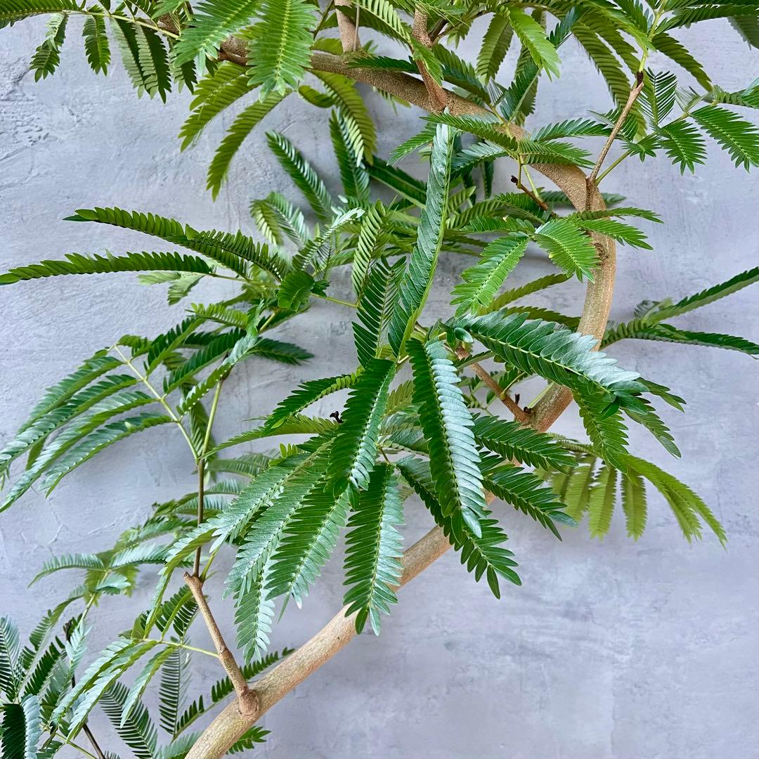 美形　大型　エバーフレッシュ　S字仕立て　天然苔　バルーン陶器鉢　植え込み発送