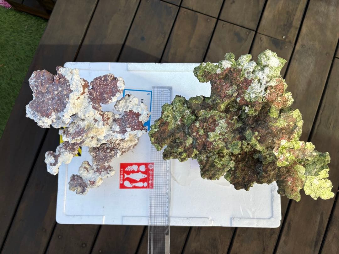 ライブロック 2点セット JSコーラル