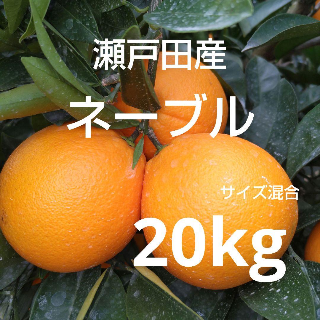 瀬戸田産 ネーブルオレンジ 20kg サイズ混合