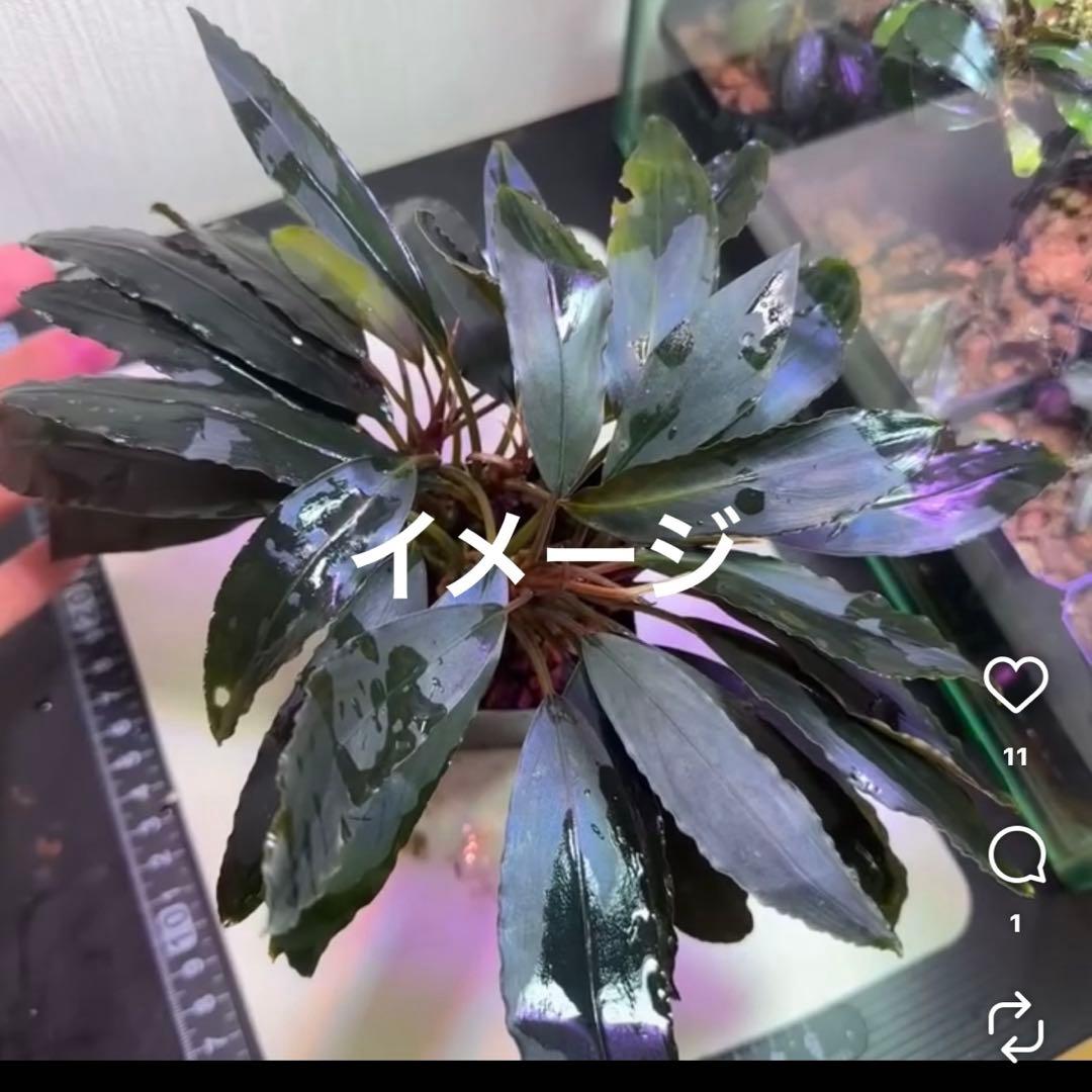 ブセファランドラ Bucephalandra 新種　名前まだありません