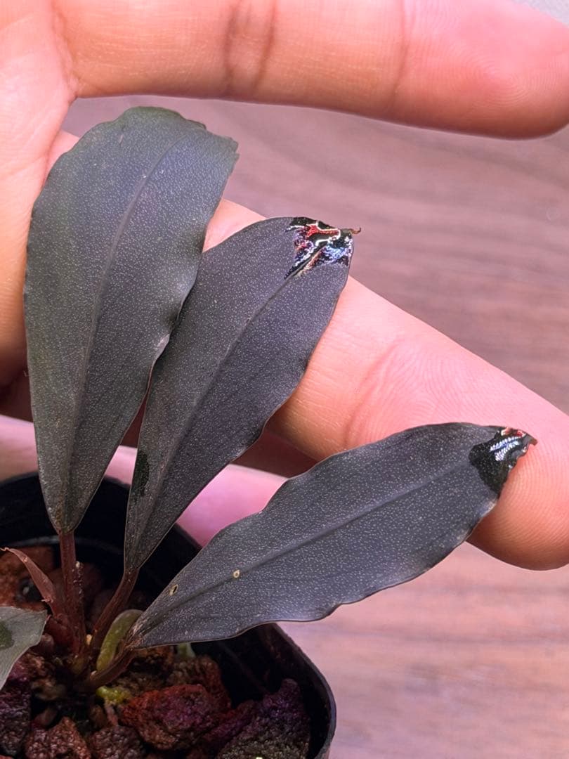 ブセファランドラ Bucephalandra 新種　名前まだありません
