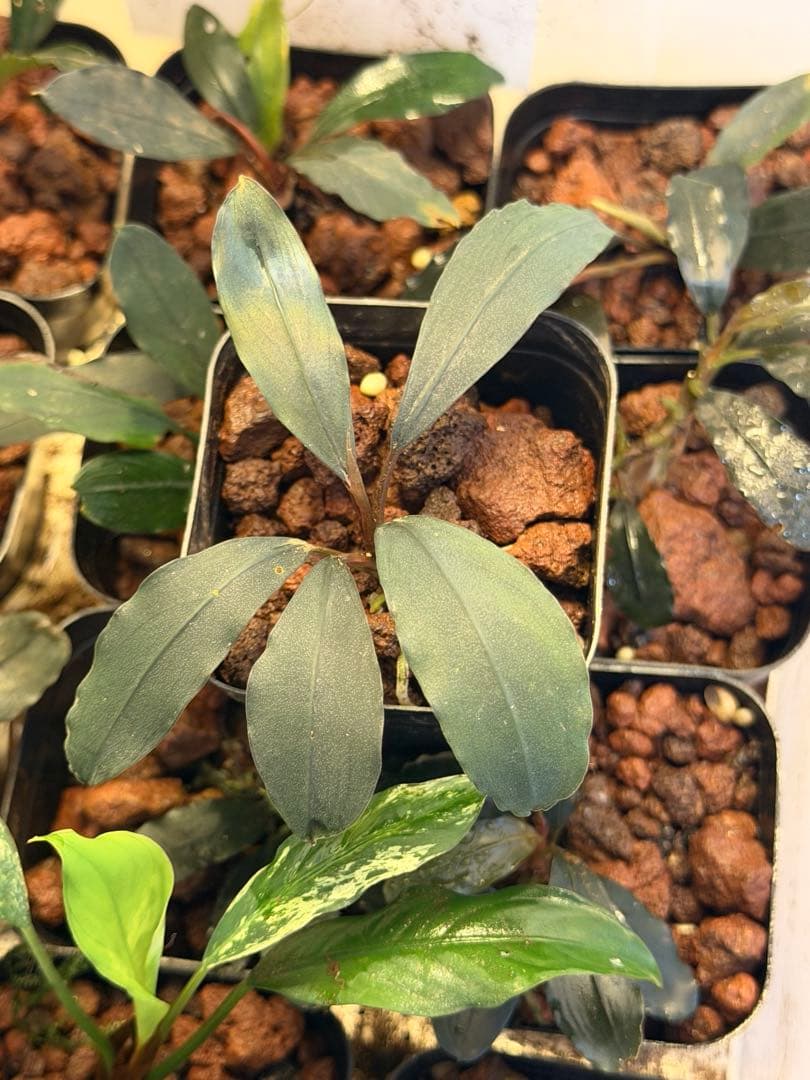ブセファランドラ Bucephalandra 新種　名前まだありません