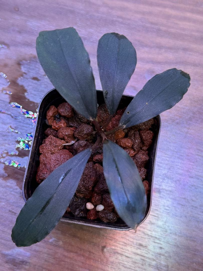 ブセファランドラ Bucephalandra 新種　名前まだありません