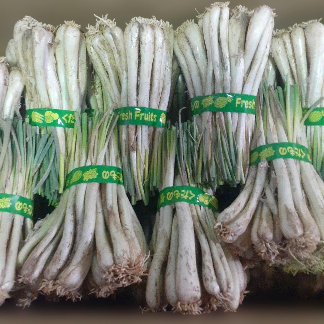 沖縄県産♪島らっきょう10㎏②