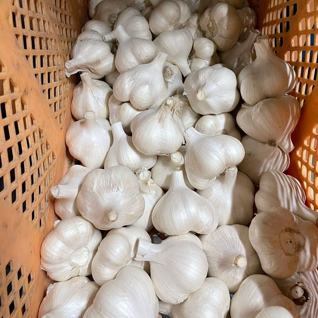 青森県産 ホワイト六片 ニンニク にんにく バラ 10kg