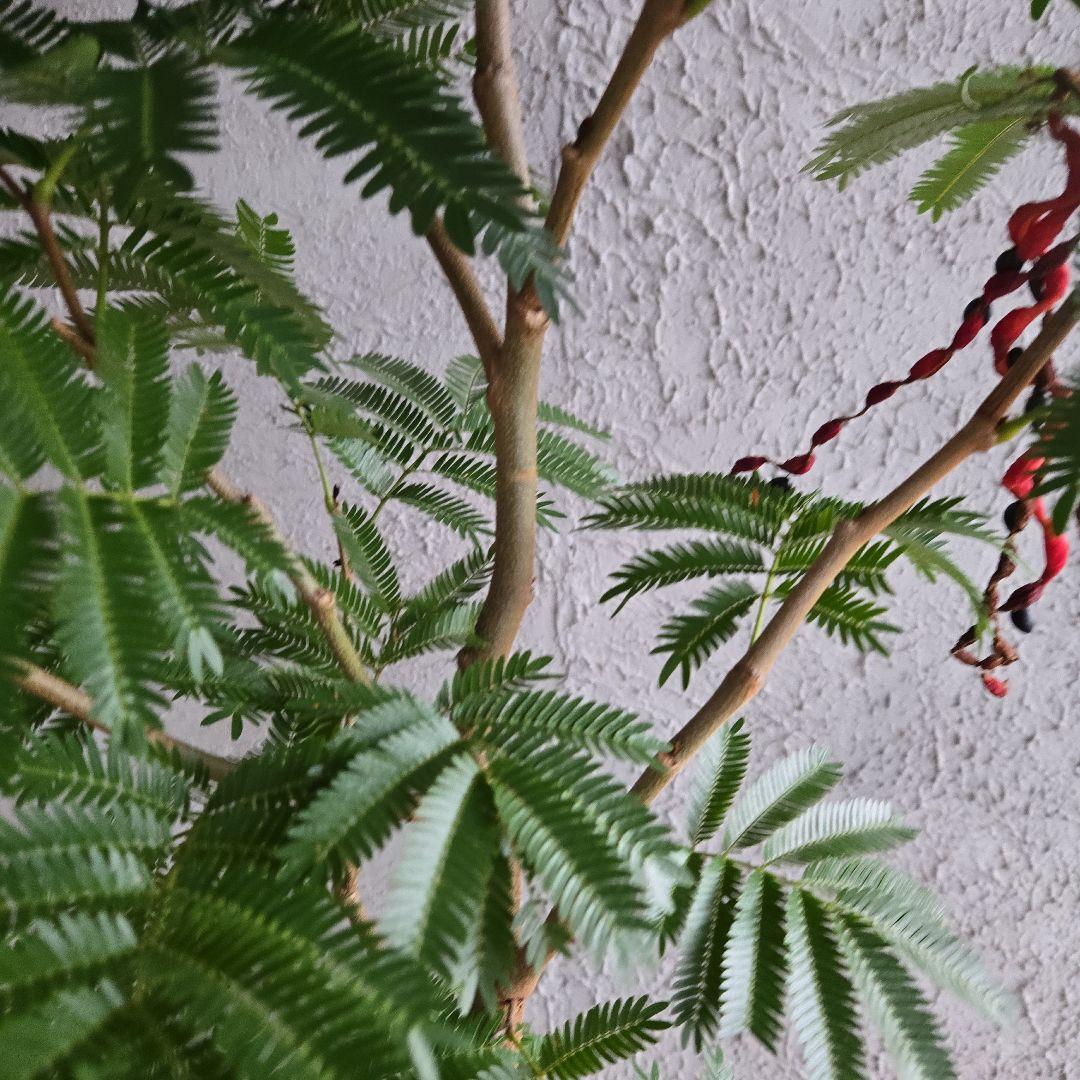 ①　エバーフレッシュ　8号　極太　最高等級極上品‼️