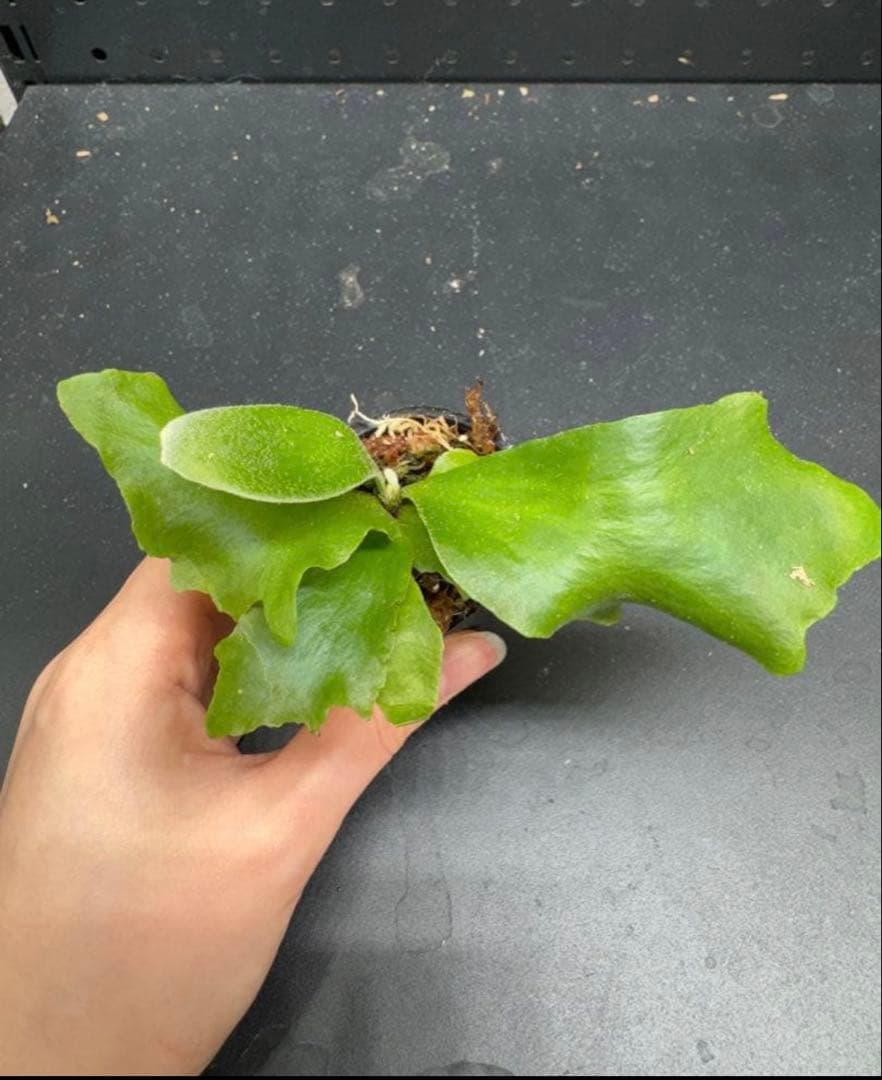 柴とBFたまに緑！