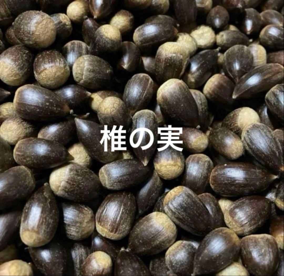 ゆきうさぎ様 椎の実