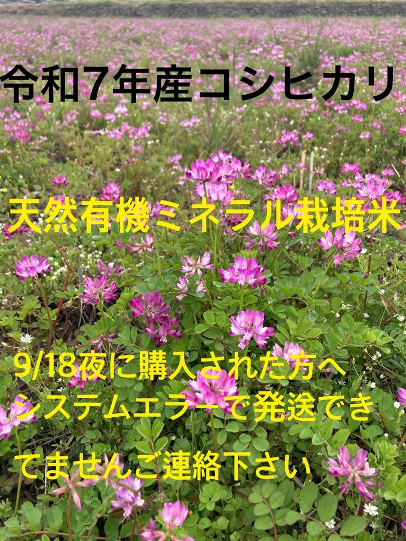 令和7年産 コシヒカリ 天然有機ミネラル栽培米　玄米11kg 精米全国送料込