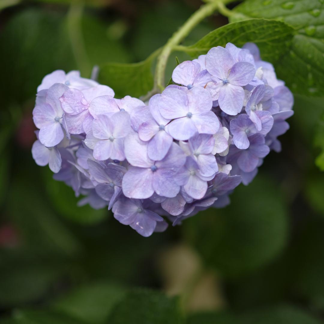 YONGNUO YN50mm F1.8X DA DSM Xマウント AF 極美