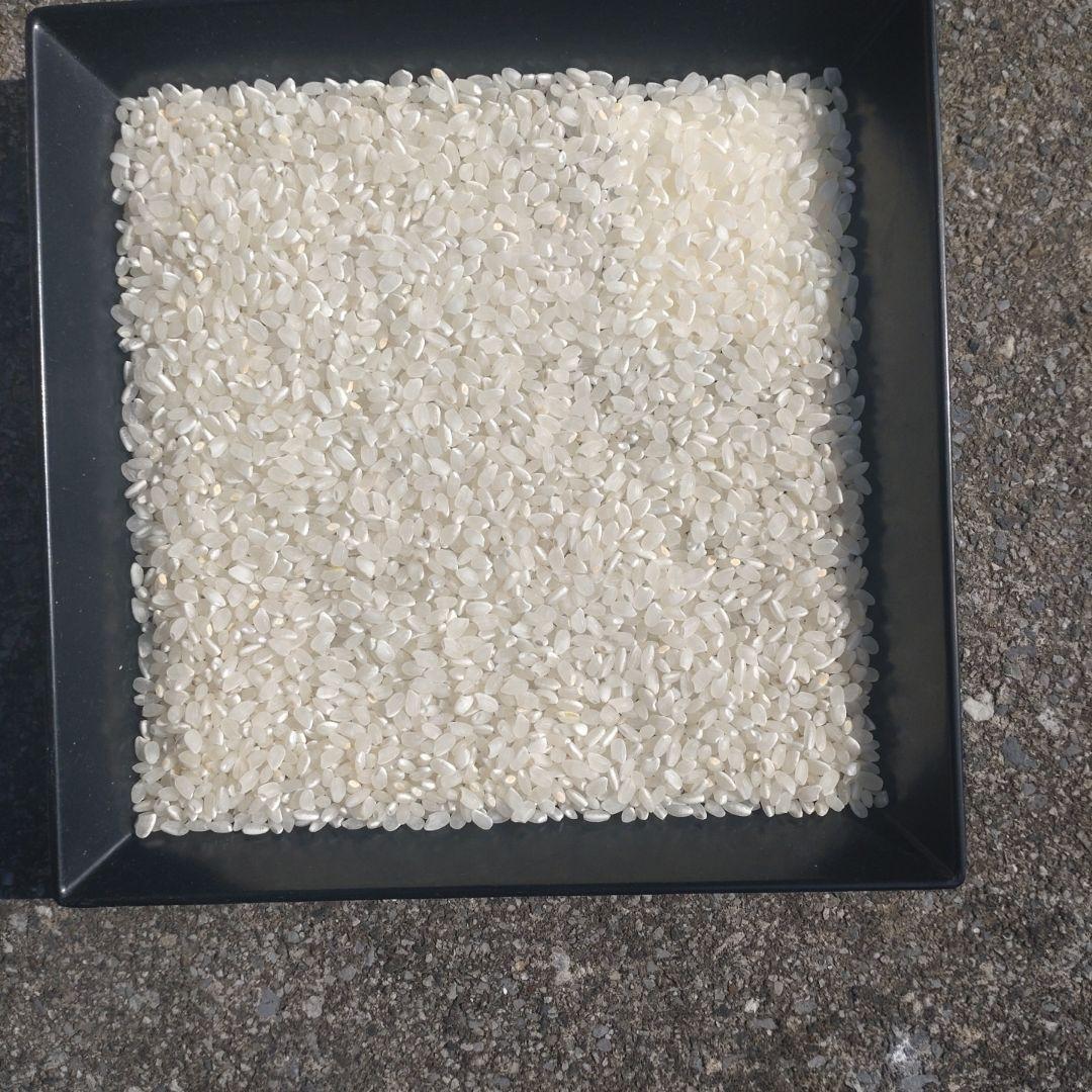 コシヒカリ　利根水利用栽培